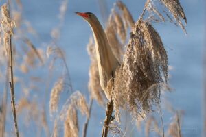 Bild einer Zwergdommel (Botaurus minutus) auf einem Schilfhalm