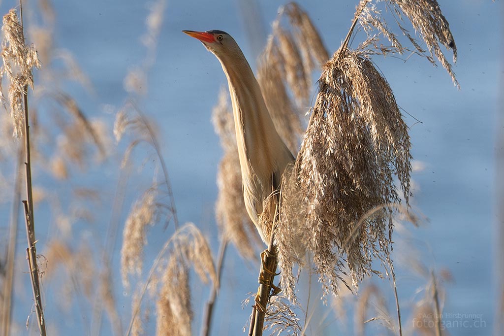 Bild einer Zwergdommel (Botaurus minutus) auf einem Schilfhalm