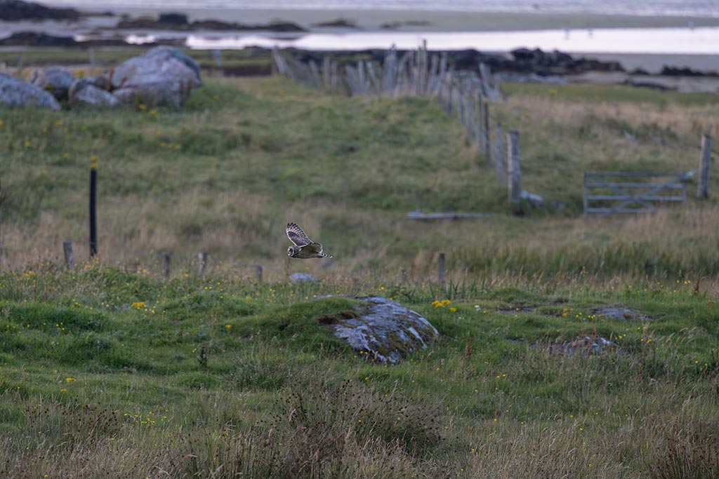 Lebensraum der Sumpfohreule Typisches Habitat der Sumpfohreule in North Uist.