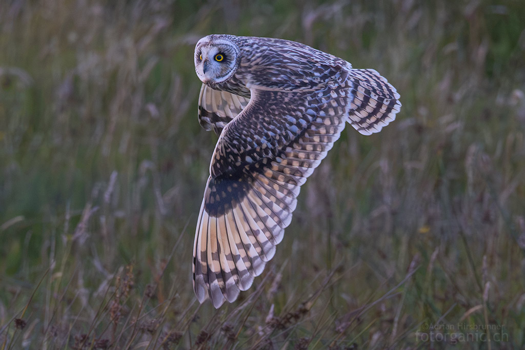 Suchflugjagd Bei der Jagt sucht die Sumpfohreule im Suchflug nach ihrer Beute.