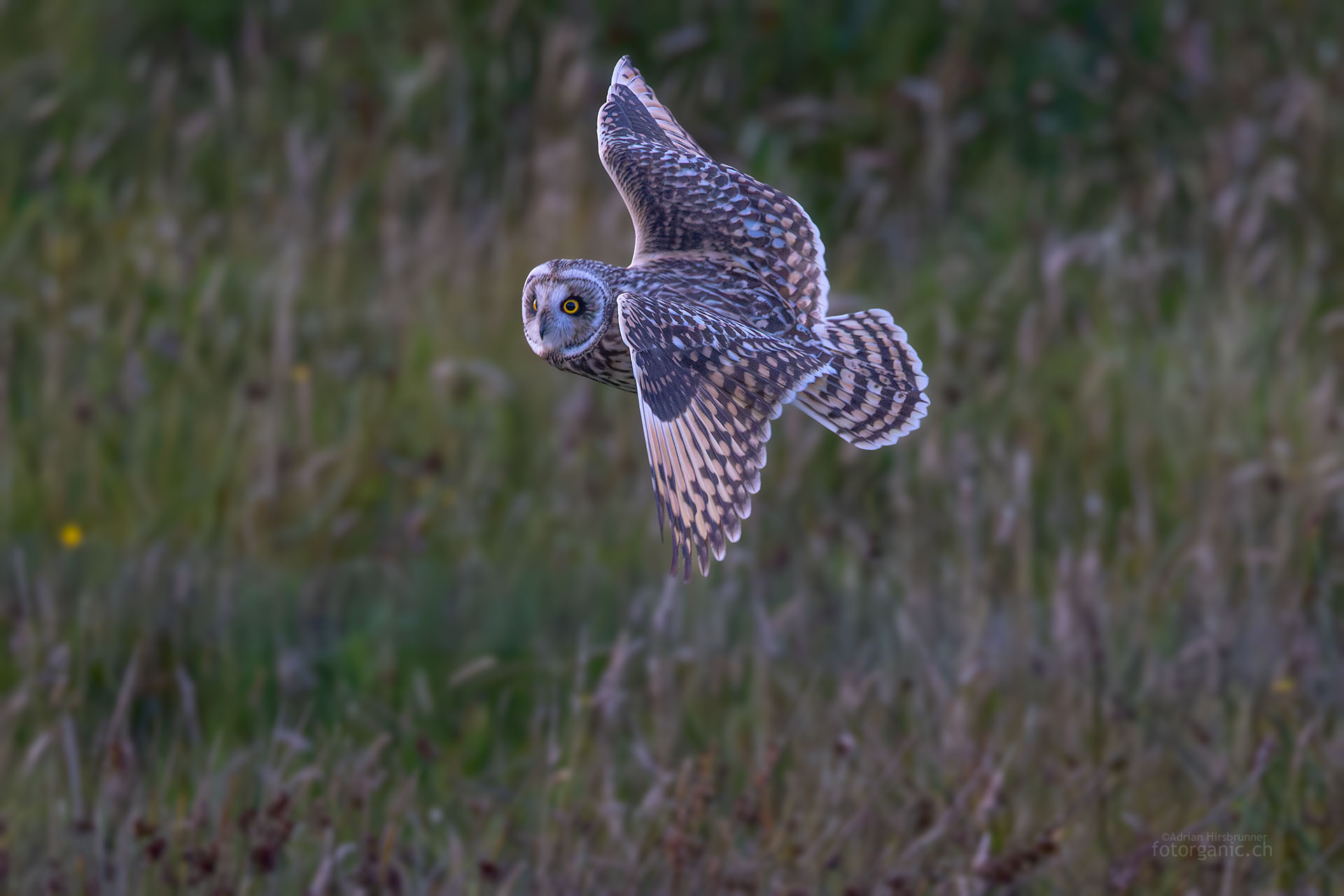 Die Sumpfohreule ist ein herausforderndes Motiv in der Naturfotografie