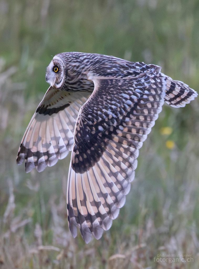 Fliegende Sumpfohreule im Seitenprofil Die parabolische Form des Gesichtsschleiers der Sumpfohreule im Seitenprofil.