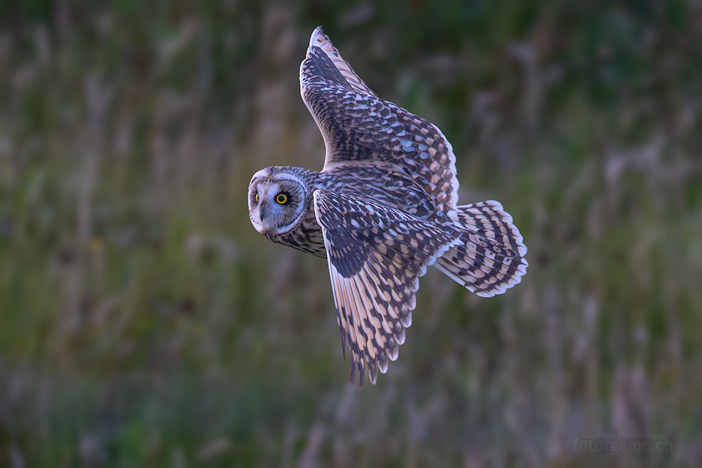 Charakteristisches Bild der Sumpfohreule (Asio floammeus).